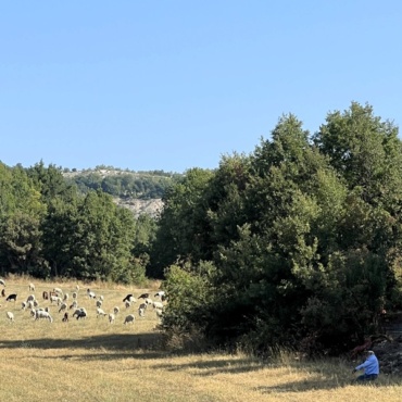 Afternoon Herd