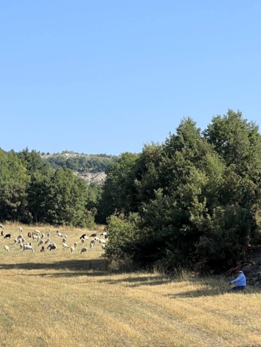Afternoon Herd