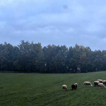 Countryside Morning