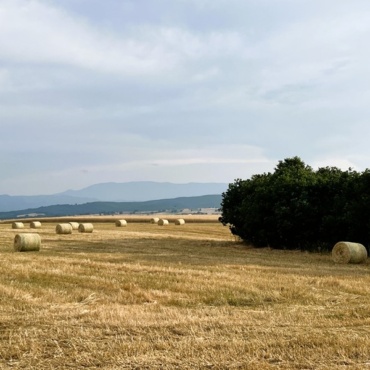 Distant Shepherd