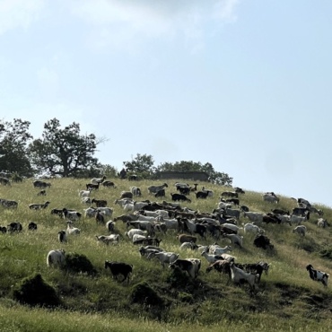 Grazing Hills