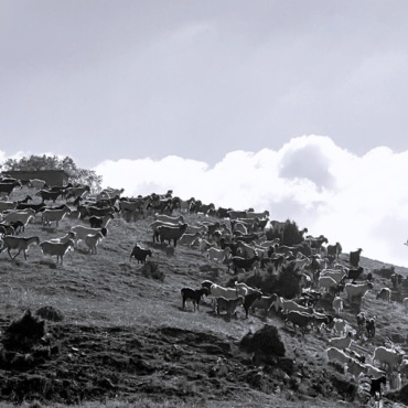 Monochrome Fields (b&w)