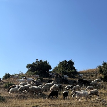Open Land