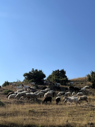 Open Land