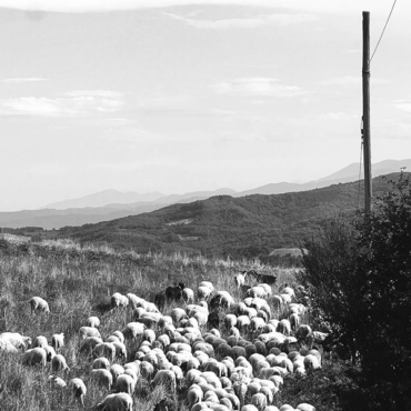 Road to the Flock (b&w)