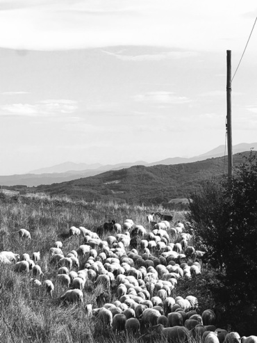 Road to the Flock (b&w)