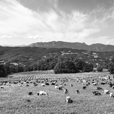 Silent Meadow (b&w)