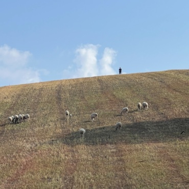 The Hilltop