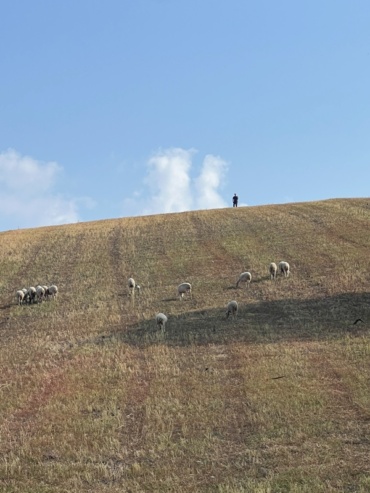 The Hilltop