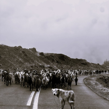 The Migration