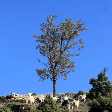 The Solitary Tree