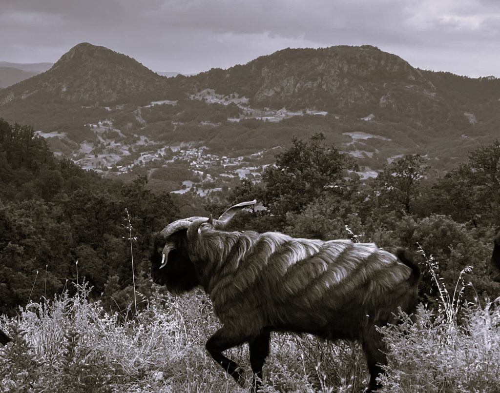 The_Lone_Goat_v4